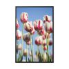 88299-61.jpg Omber Pink and White Tulips Framed Canvas