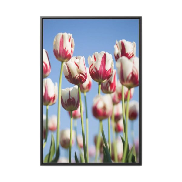 88299-61.jpg Omber Pink and White Tulips Framed Canvas