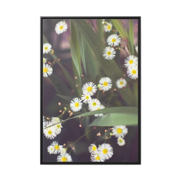88299-75.jpg Tiny White Daisy Flowers Framed Canvas