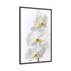 White Orchid Framed Canvas