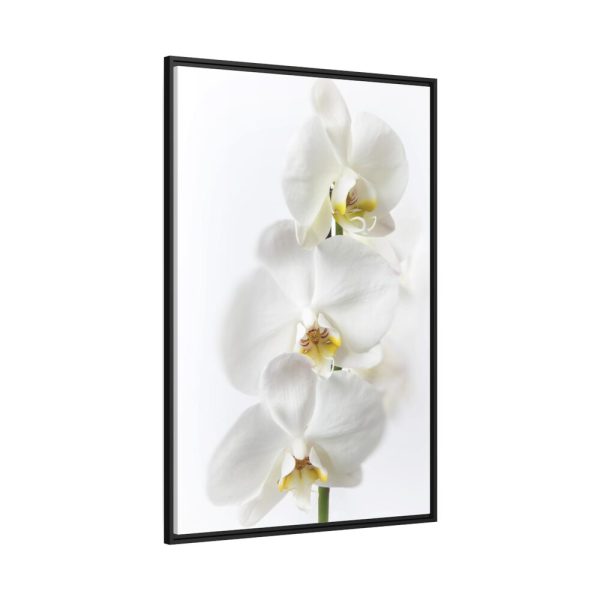 White Orchid Framed Canvas