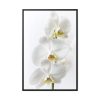 White Orchid Framed Canvas