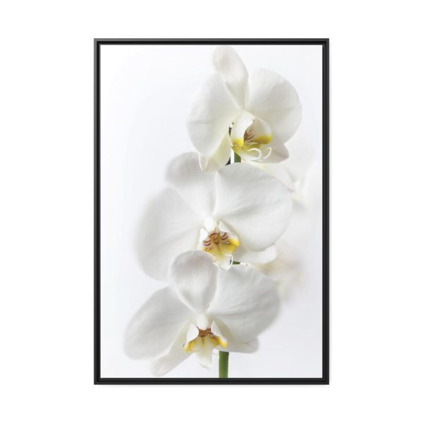 White Orchid Framed Canvas