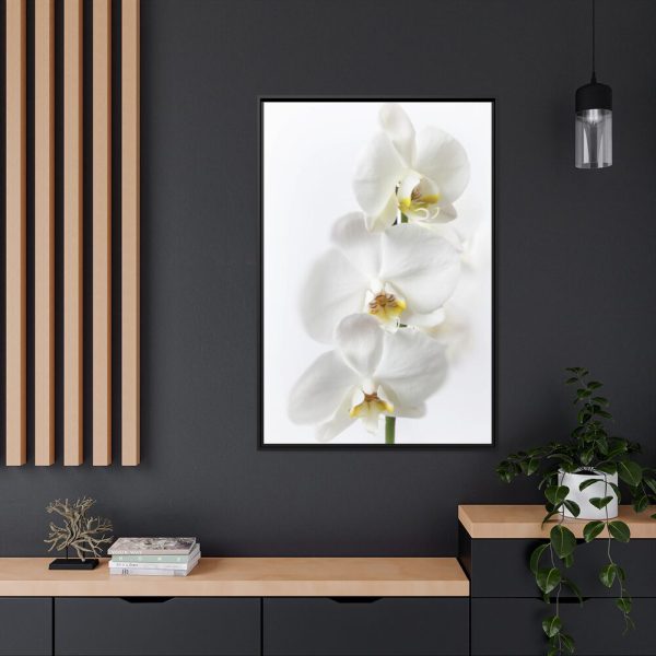 White Orchid Framed Canvas