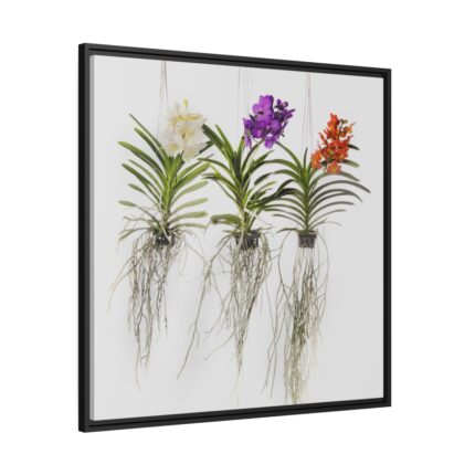 Three Orchids Framed Canvas