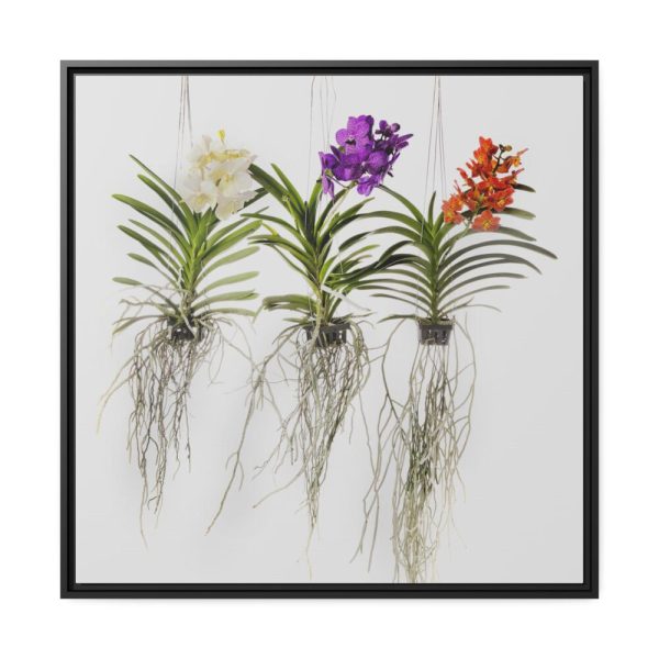 Three Orchids Framed Canvas