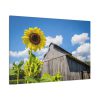 91638-108.jpg Sunflower and Farm Barn Standard Canvas