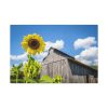 91638-109.jpg Sunflower and Farm Barn Standard Canvas