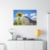 91638-110.jpg Sunflower and Farm Barn Standard Canvas