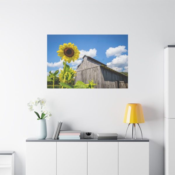 91638-110.jpg Sunflower and Farm Barn Standard Canvas