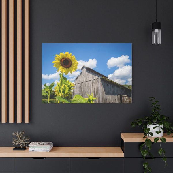 91638-111.jpg Sunflower and Farm Barn Standard Canvas