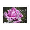 91638-117.jpg Rose Family Standard Canvas