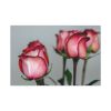 91638-129.jpg Red Oil Rose Standard Canvas