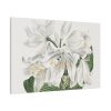 White Cape Coast Lily by Sydenham Edwards Standard Canvas