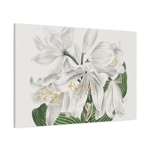White Cape Coast Lily by Sydenham Edwards Standard Canvas
