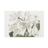 White Cape Coast Lily by Sydenham Edwards Standard Canvas