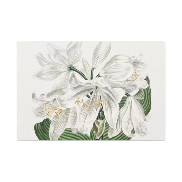 White Cape Coast Lily by Sydenham Edwards Standard Canvas