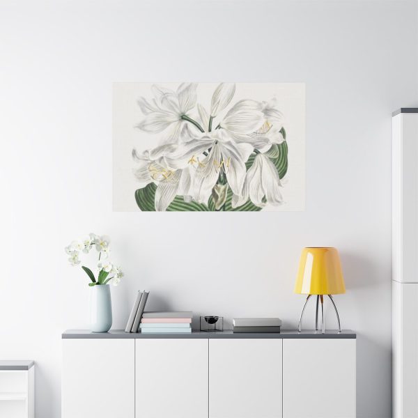 White Cape Coast Lily by Sydenham Edwards Standard Canvas