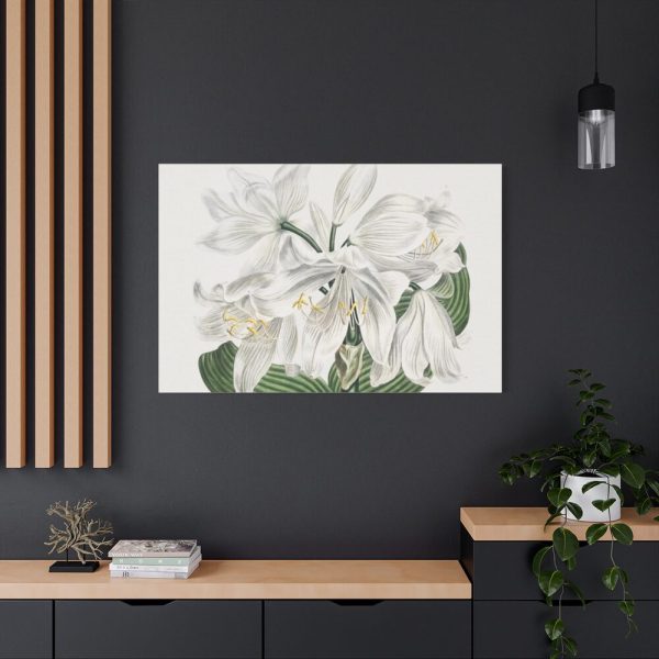 White Cape Coast Lily by Sydenham Edwards Standard Canvas