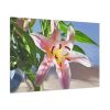91638-160.jpg Pink Lily Standard Canvas