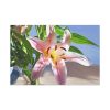 91638-161.jpg Pink Lily Standard Canvas
