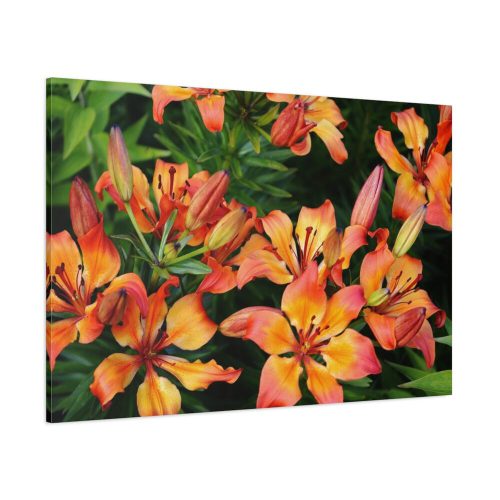 91638-164.jpg Orange Lily Standard Canvas
