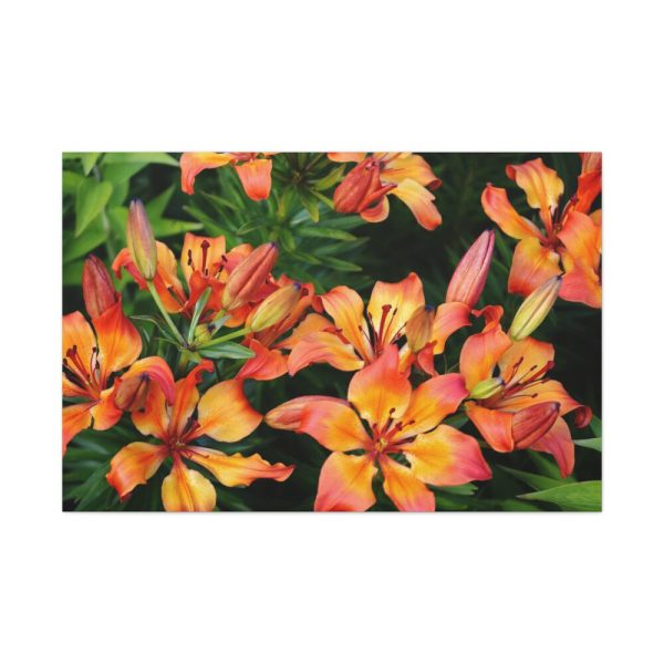 Orange Lily Standard Canvas