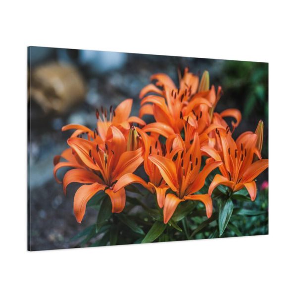 Orange Flower Standard Canvas