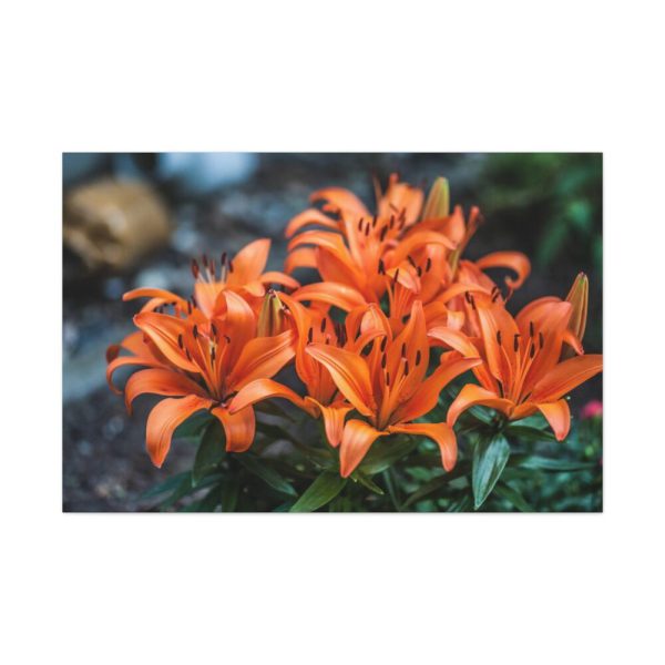 Orange Flower Standard Canvas