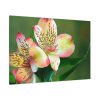 Lily of the Incas Standard Canvas