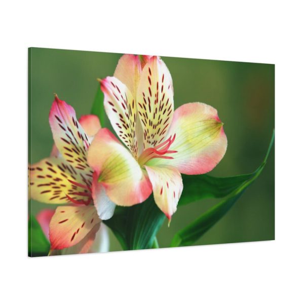 Lily of the Incas Standard Canvas
