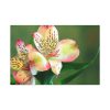 Lily of the Incas Standard Canvas