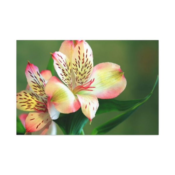 Lily of the Incas Standard Canvas