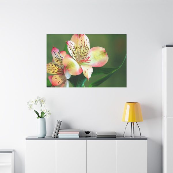 Lily of the Incas Standard Canvas