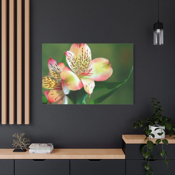Lily of the Incas Standard Canvas