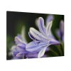 Purple White Glowing Lily Standard Canvas