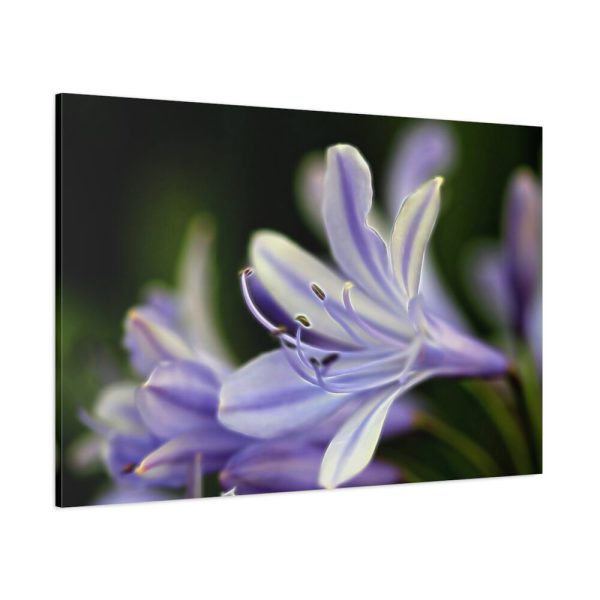 Purple White Glowing Lily Standard Canvas