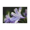 Purple White Glowing Lily Standard Canvas
