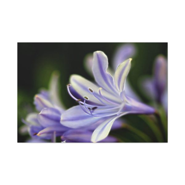 Purple White Glowing Lily Standard Canvas