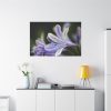 Purple White Glowing Lily Standard Canvas