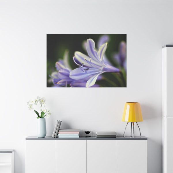Purple White Glowing Lily Standard Canvas