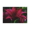Pink Bloom Lily Standard Canvas