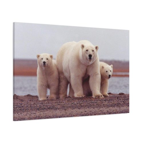 91638-192.jpg Polar Mama Bear and Cubs Standard Canvas
