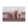91638-193.jpg Polar Mama Bear and Cubs Standard Canvas