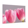 Pink Tulip Standard Canvas