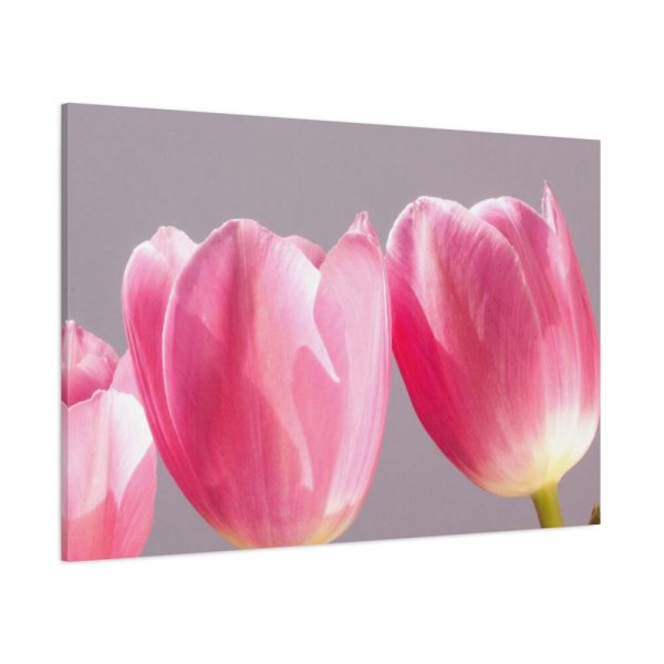 Pink Tulip Standard Canvas