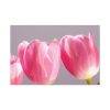 Pink Tulip Standard Canvas