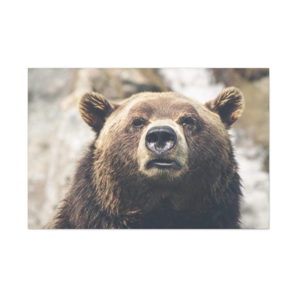 91638-217.jpg Head of Grizzly Bear Standard Canvas