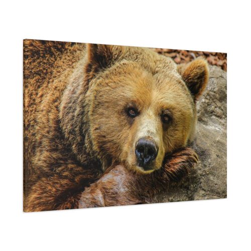 91638-220.jpg Bear is Resting Standard Canvas