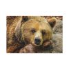 91638-221.jpg Bear is Resting Standard Canvas